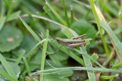 Chorthippus dorsatus