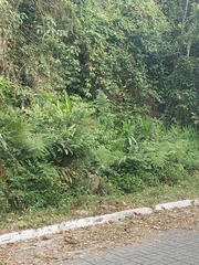 Hedychium coronarium