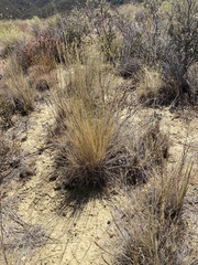 Thinopyrum obtusiflorum