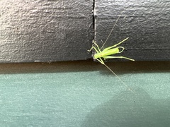 Meconema meridionale