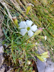Heliosperma pusillum