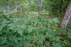 Euonymus latifolius