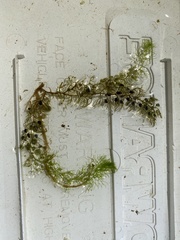 Utricularia geminiscapa