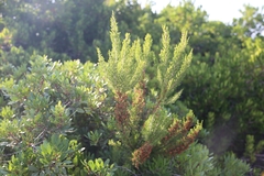 Erica arborea