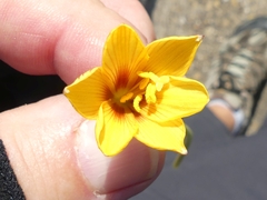 Zephyranthes tubispatha
