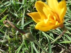 Zephyranthes tubispatha