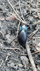 Carabus violaceus