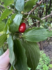 Cornus mas
