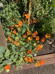 Tropaeolum majus