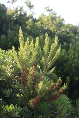 Erica arborea
