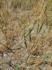 Linaria dalmatica