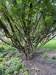 Cornus mas