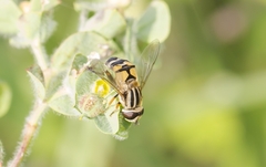 Helophilus trivittatus