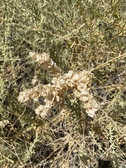 Atriplex canescens