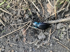 Carabus violaceus