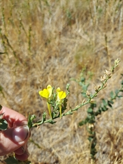 Linaria dalmatica