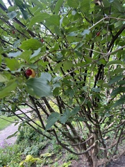 Cornus mas