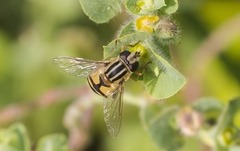 Helophilus trivittatus