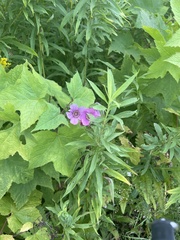 Rubus odoratus