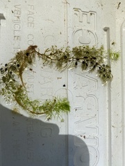 Utricularia geminiscapa