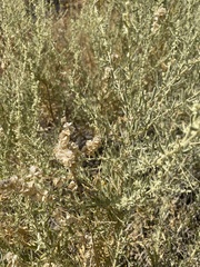 Atriplex canescens