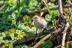 Certhiaxis cinnamomeus