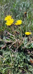 Taraxacum serotinum