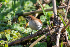 Certhiaxis cinnamomeus