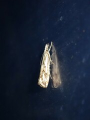 Catoptria falsella