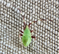 Creontiades rubrinervis