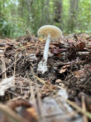 Amanita