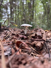 Amanita