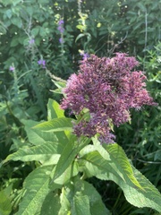 Eutrochium maculatum