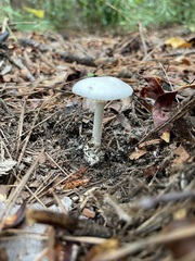 Amanita