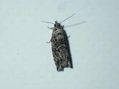 Epinotia