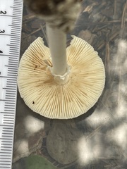 Amanita