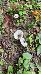 Lepiota cristata
