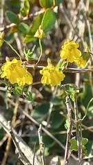 Tropaeolum