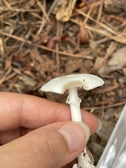 Amanita