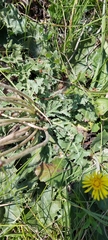 Taraxacum serotinum