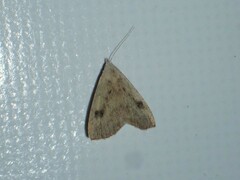 Rivula sericealis