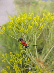 Crossidius coralinus