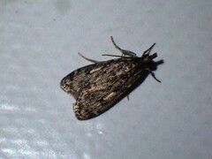 Eudonia truncicolella