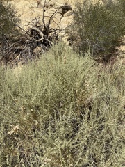 Atriplex canescens