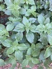 Ocimum basilicum
