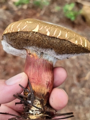 Caloboletus rubripes