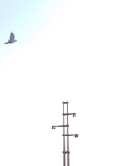 Streptopelia decaocto