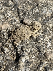 Phrynosoma blainvillii