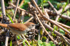 Certhiaxis cinnamomeus