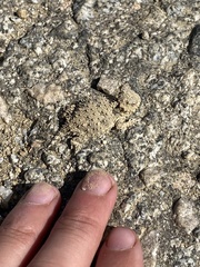 Phrynosoma blainvillii